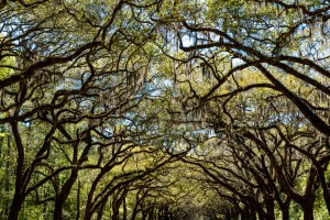 Wormsloe Plantation   Savannah 04349